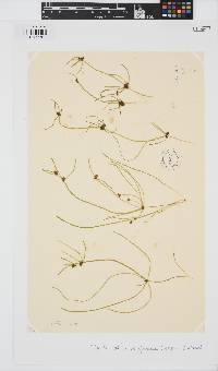 Tolypella glomerata image