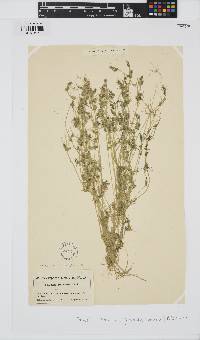 Tolypella glomerata image