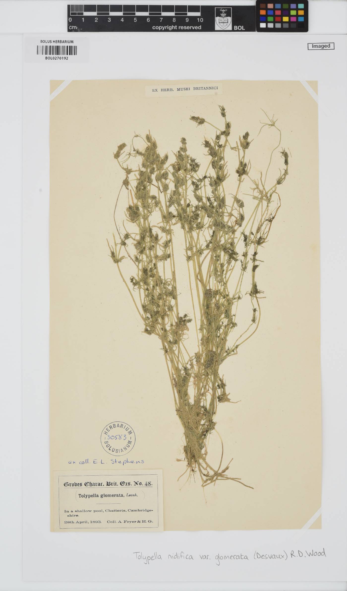 Characeae image