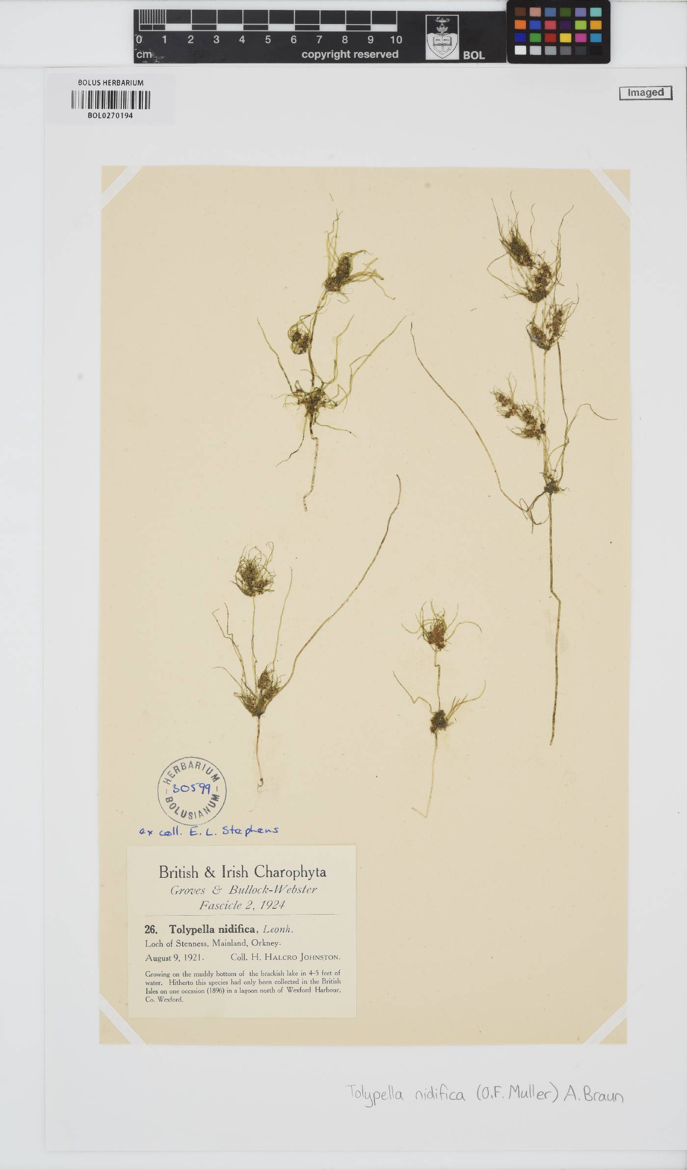 Tolypella nidifica image