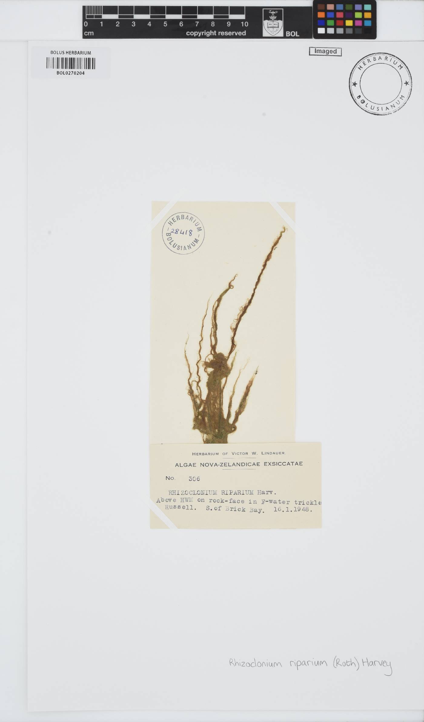 Rhizoclonium riparium image
