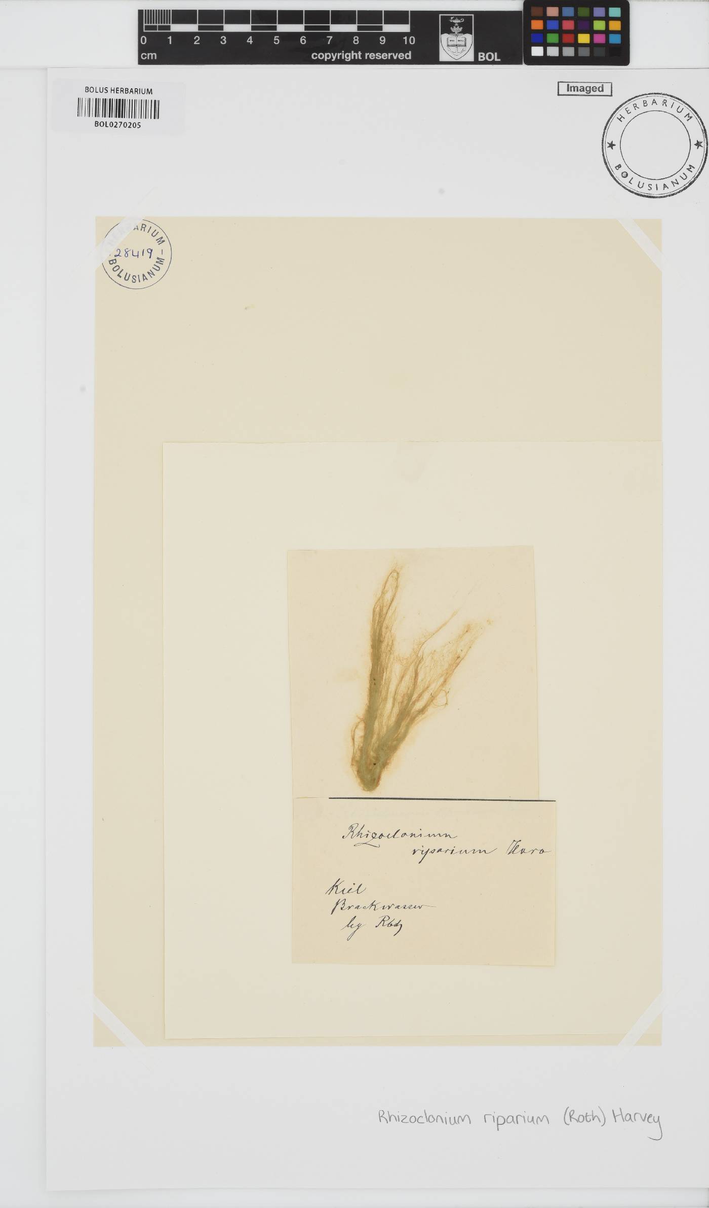 Rhizoclonium riparium image