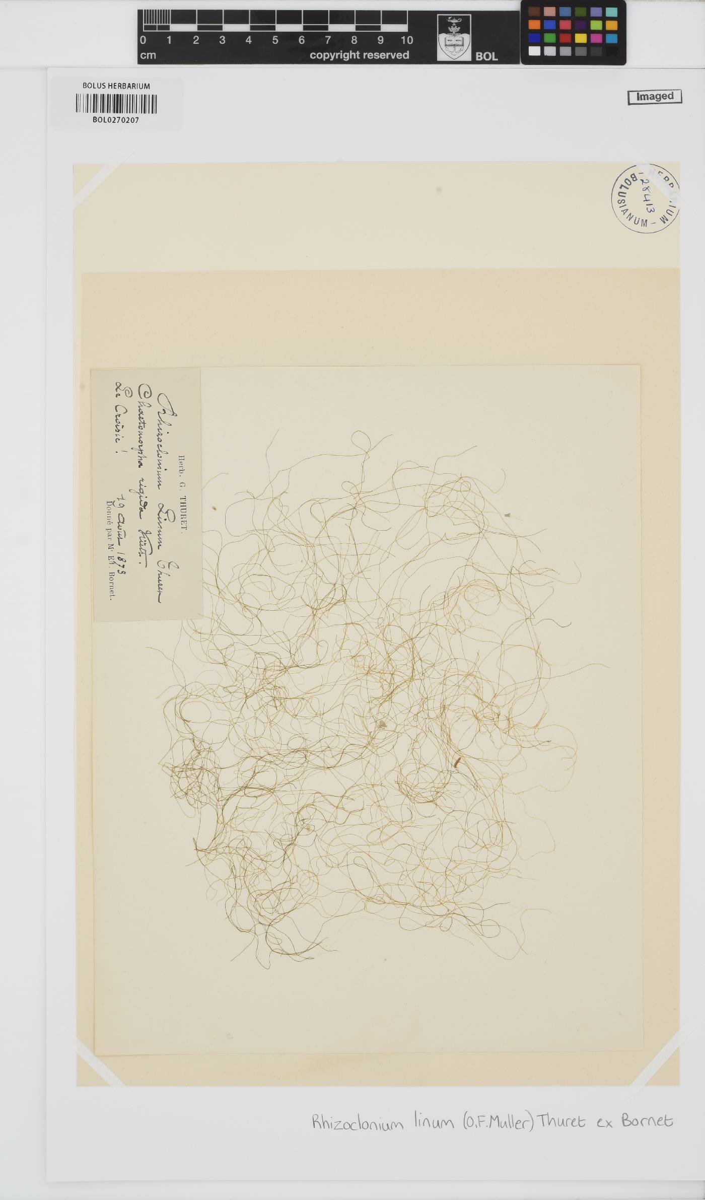 Chaetomorpha linum image