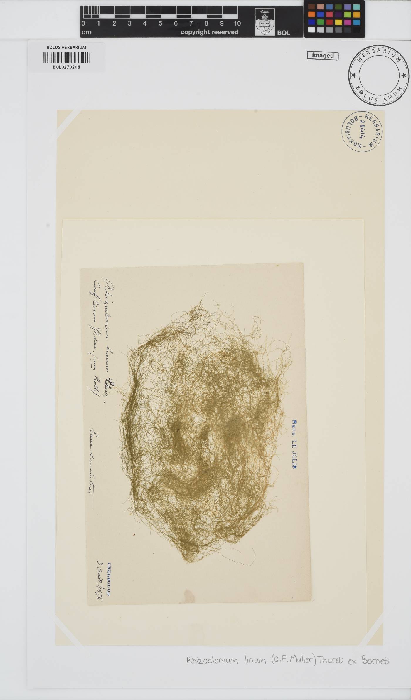 Chaetomorpha linum image