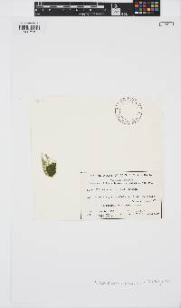 Image of Rhizoclonium curvatum