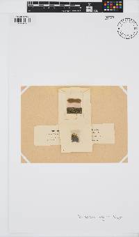 Pleurococcus vulgaris image