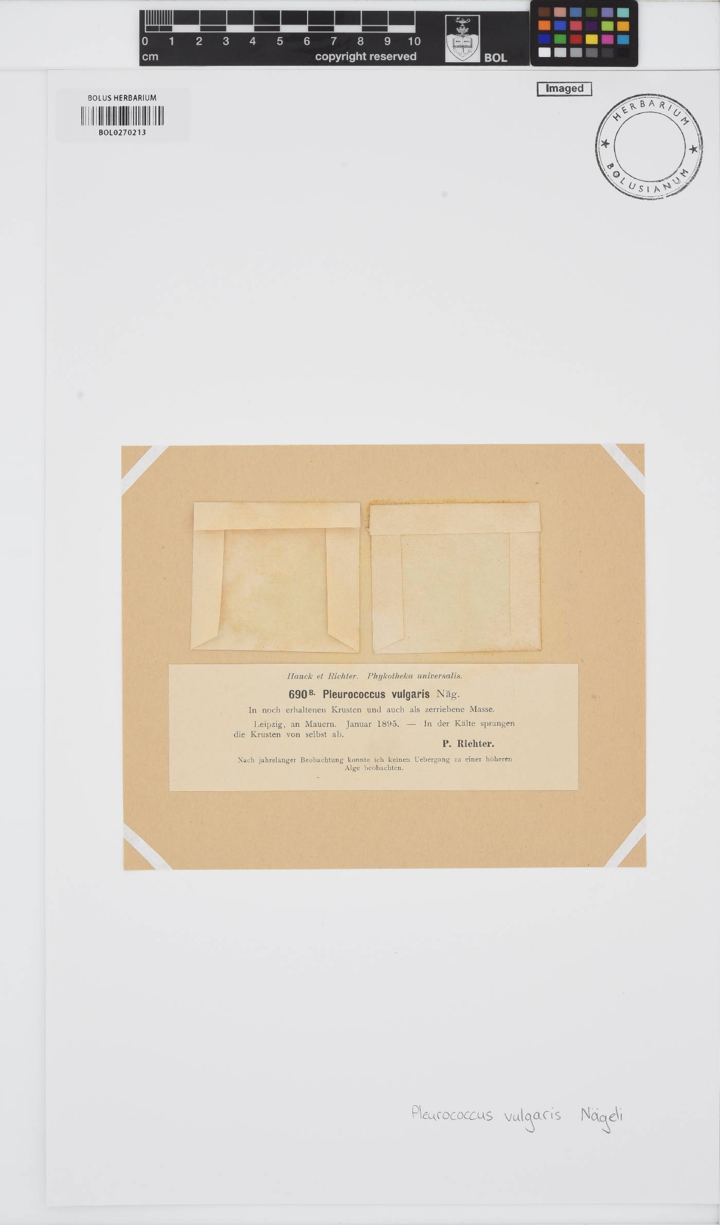 Pleurococcus vulgaris image