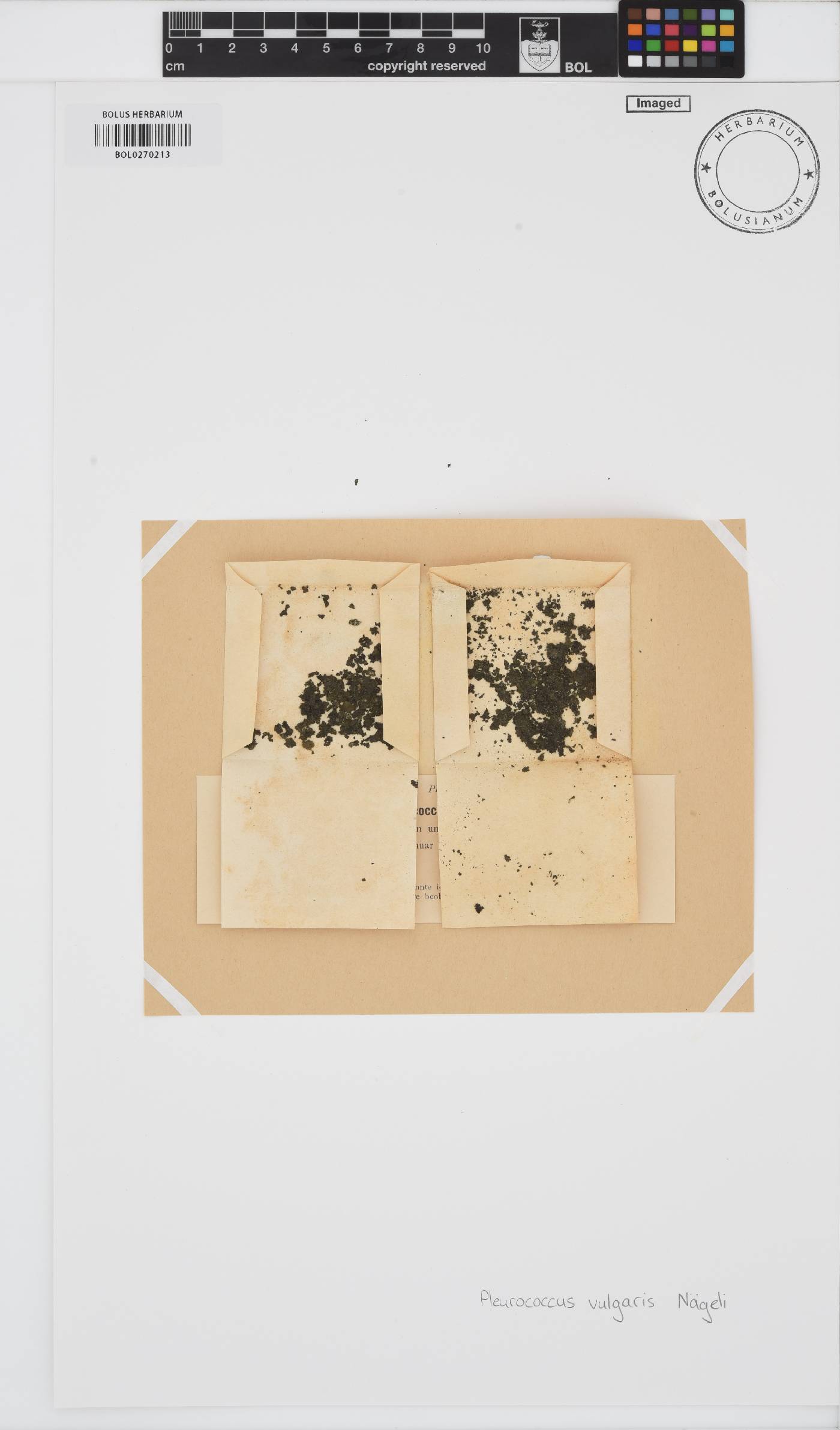 Pleurococcus vulgaris image