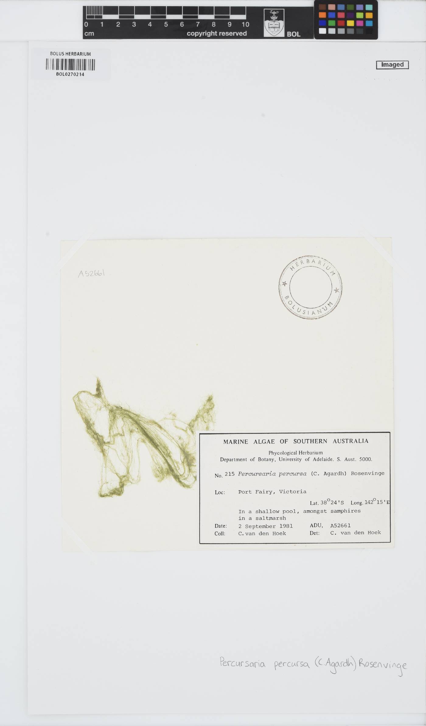 Percursaria percursa image