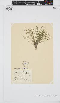 Nitella tenuissima image
