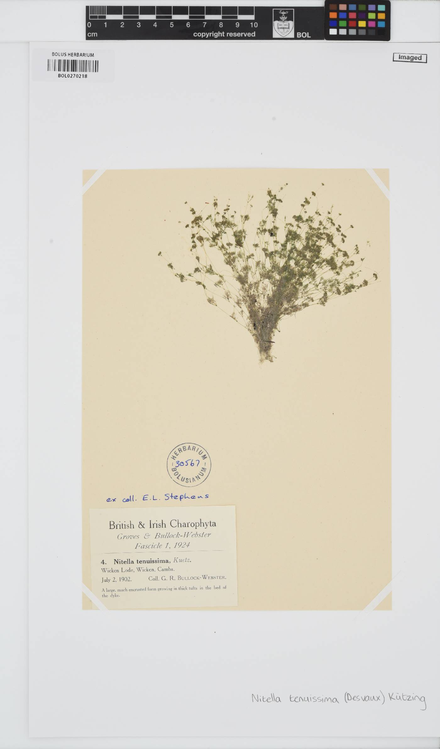 Nitella tenuissima image