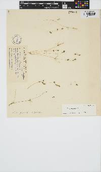 Nitella plumosa image