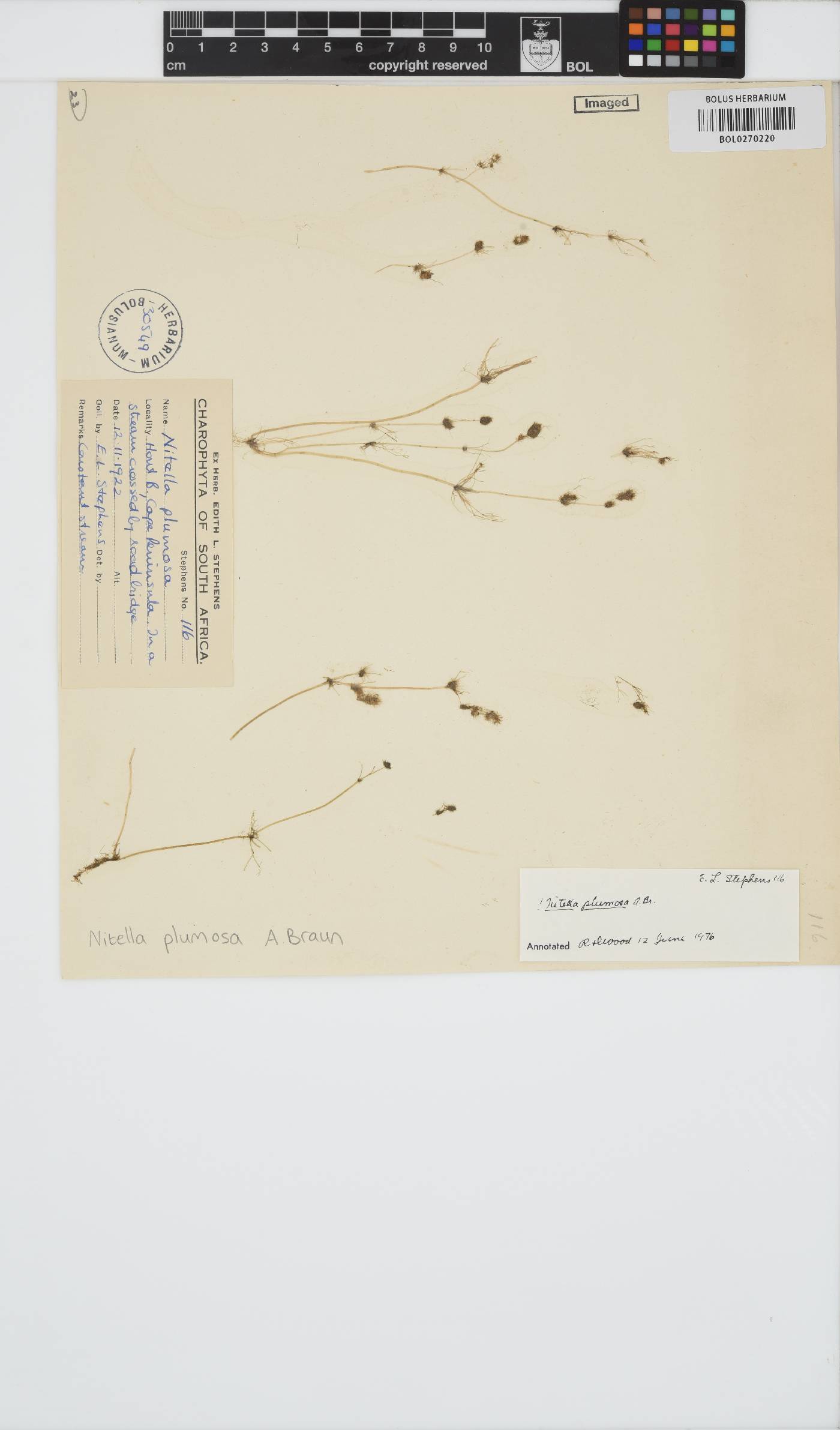 Nitella plumosa image