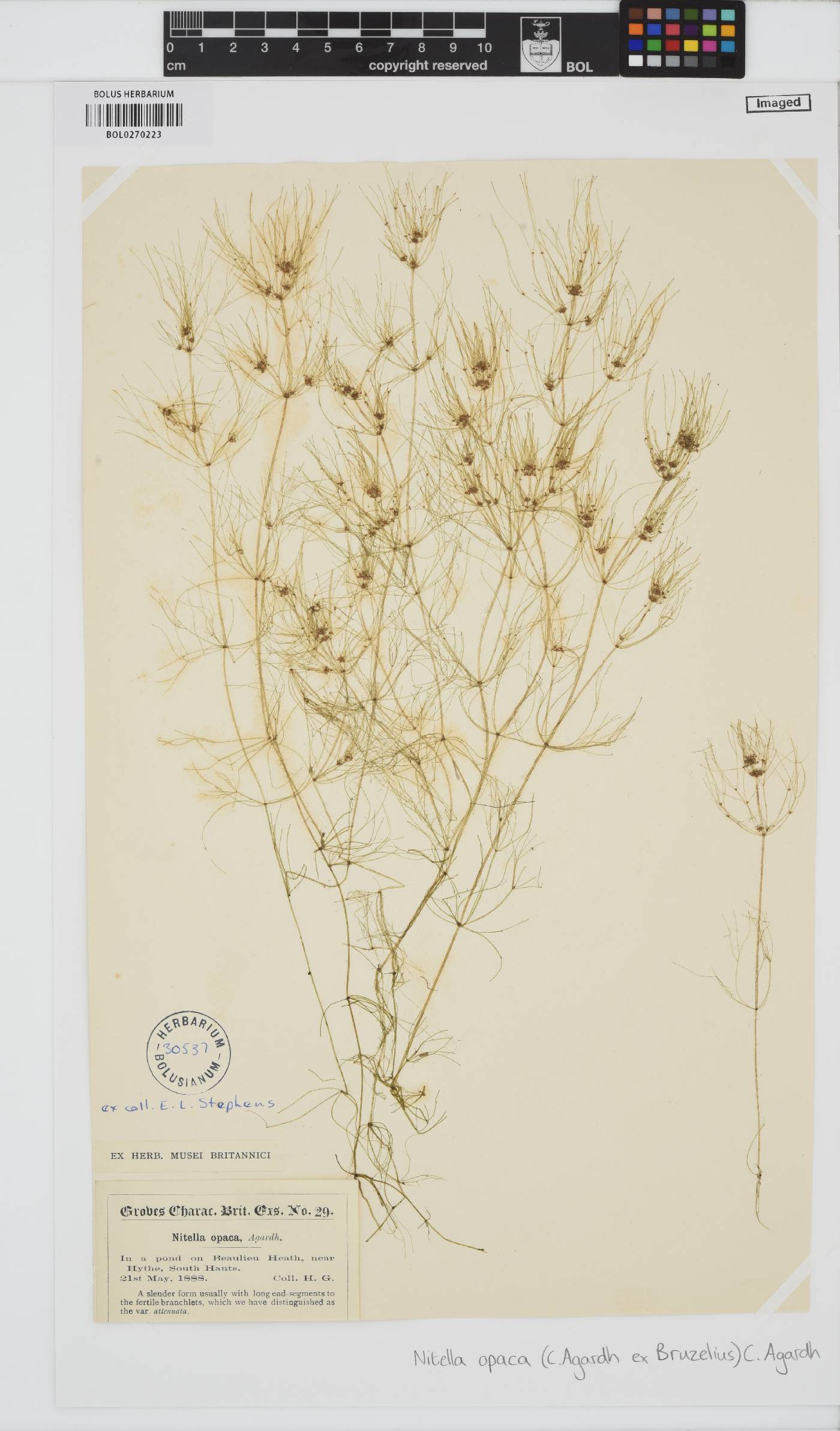 Nitella opaca image