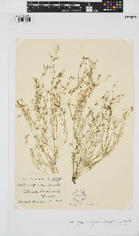 Nitella opaca image