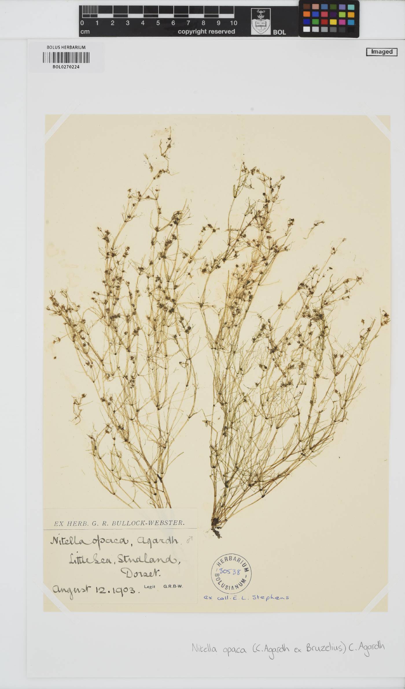 Nitella opaca image