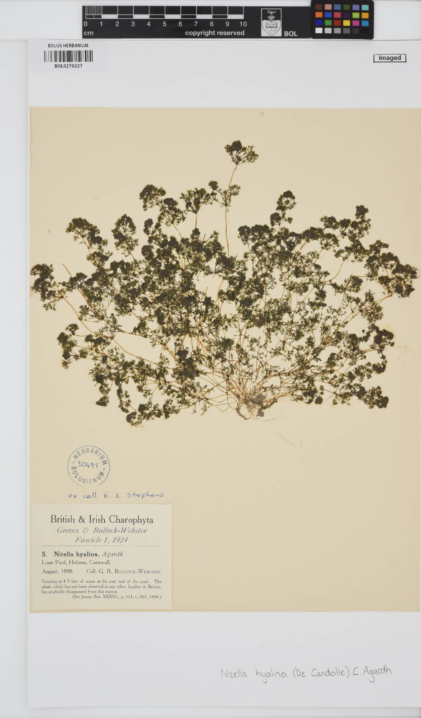 Nitella hyalina image