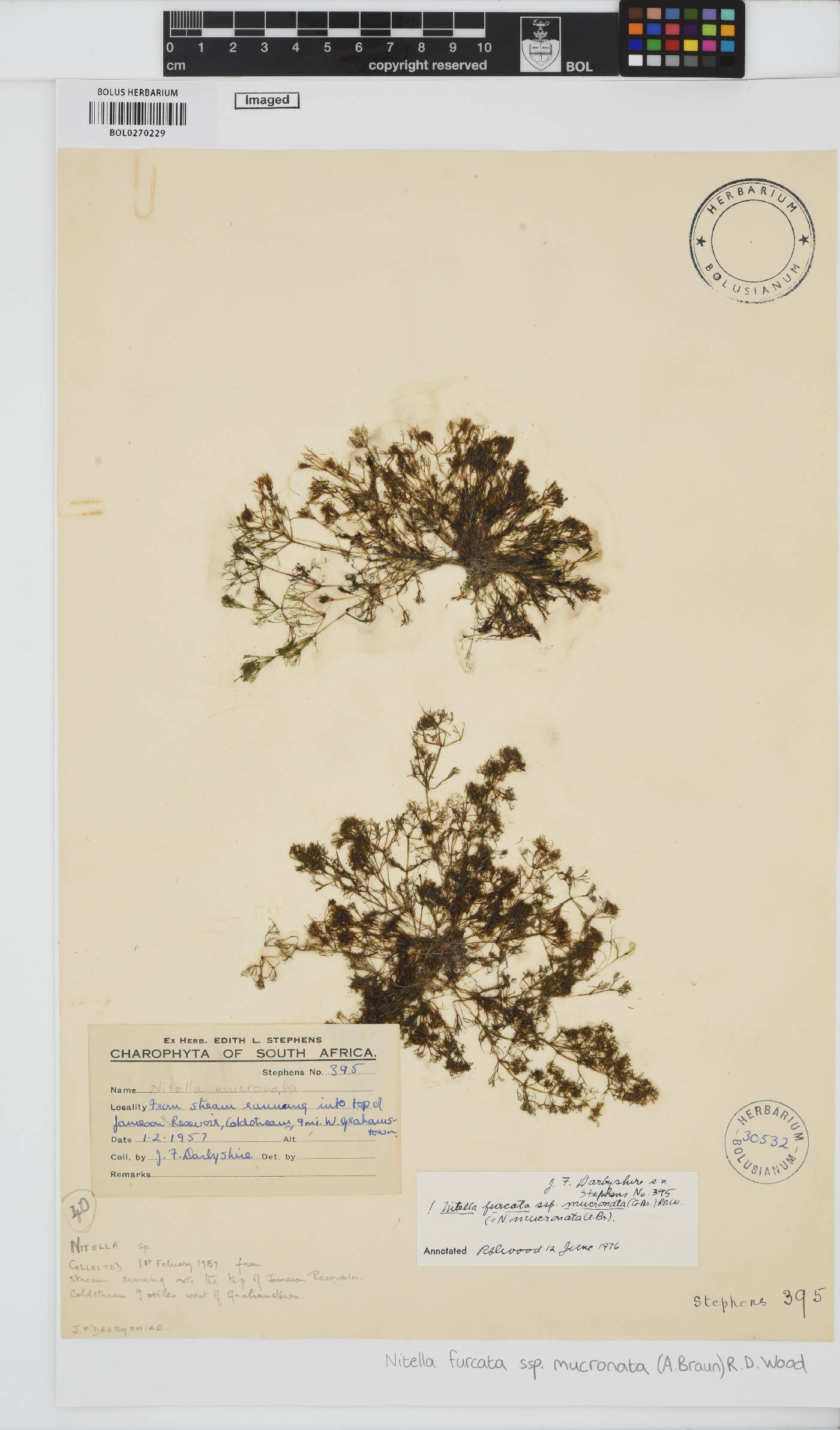 Nitella mucronata image