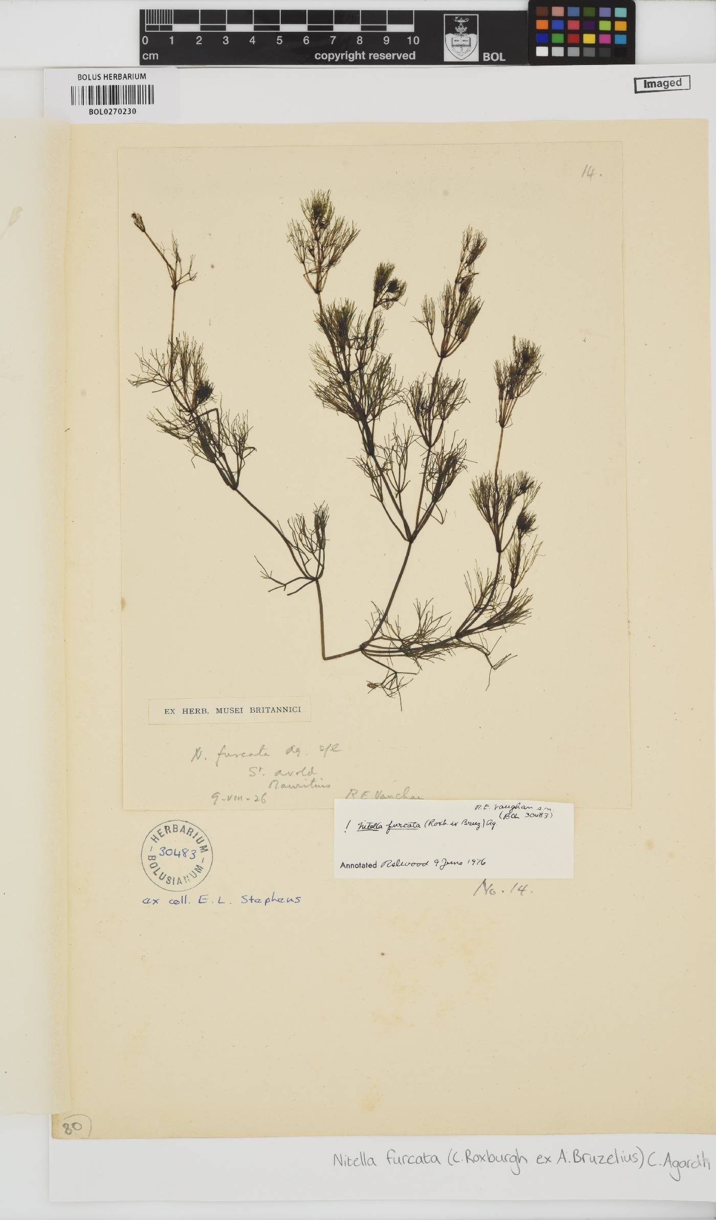 Nitella furcata image