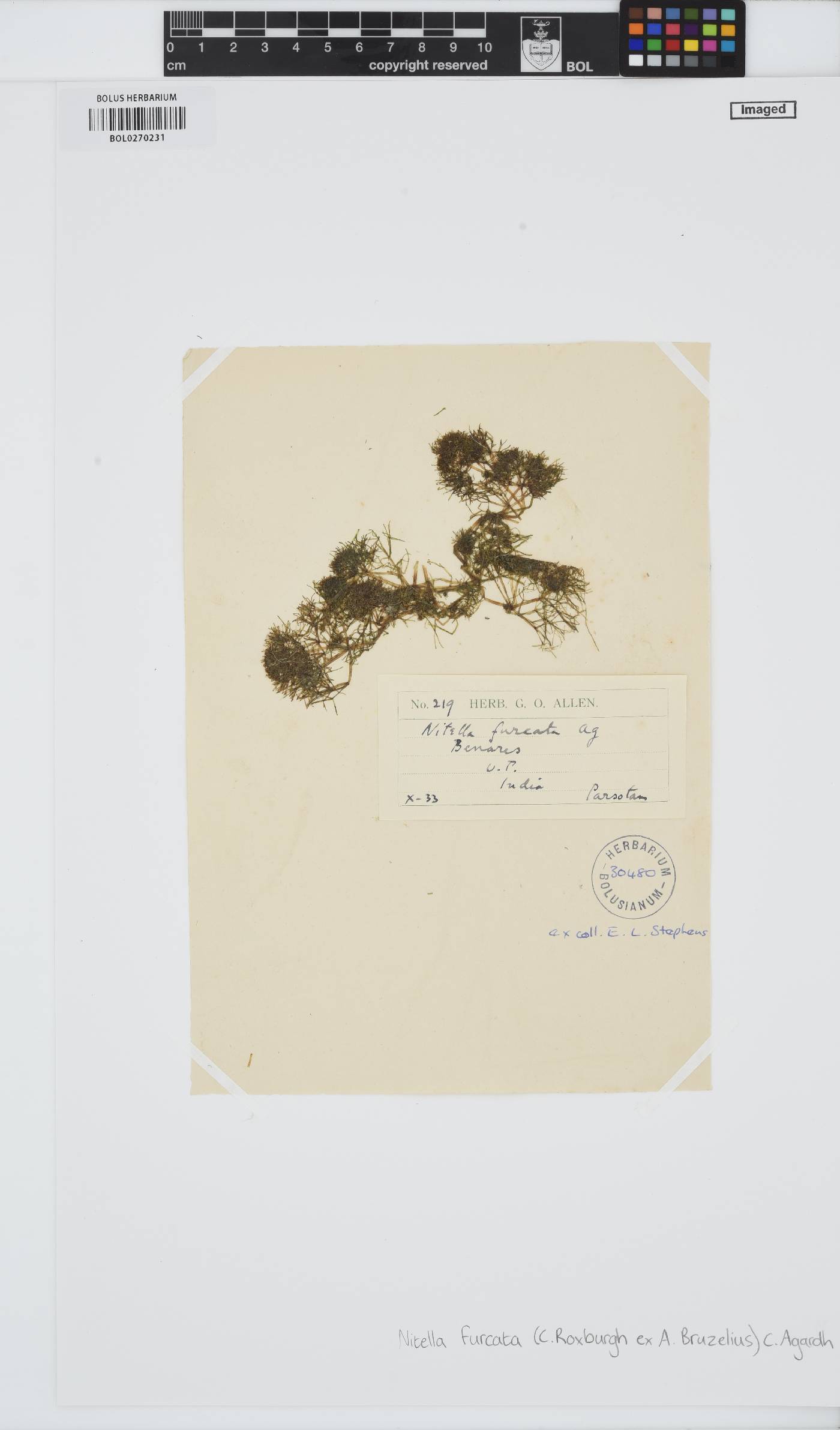 Nitella furcata image