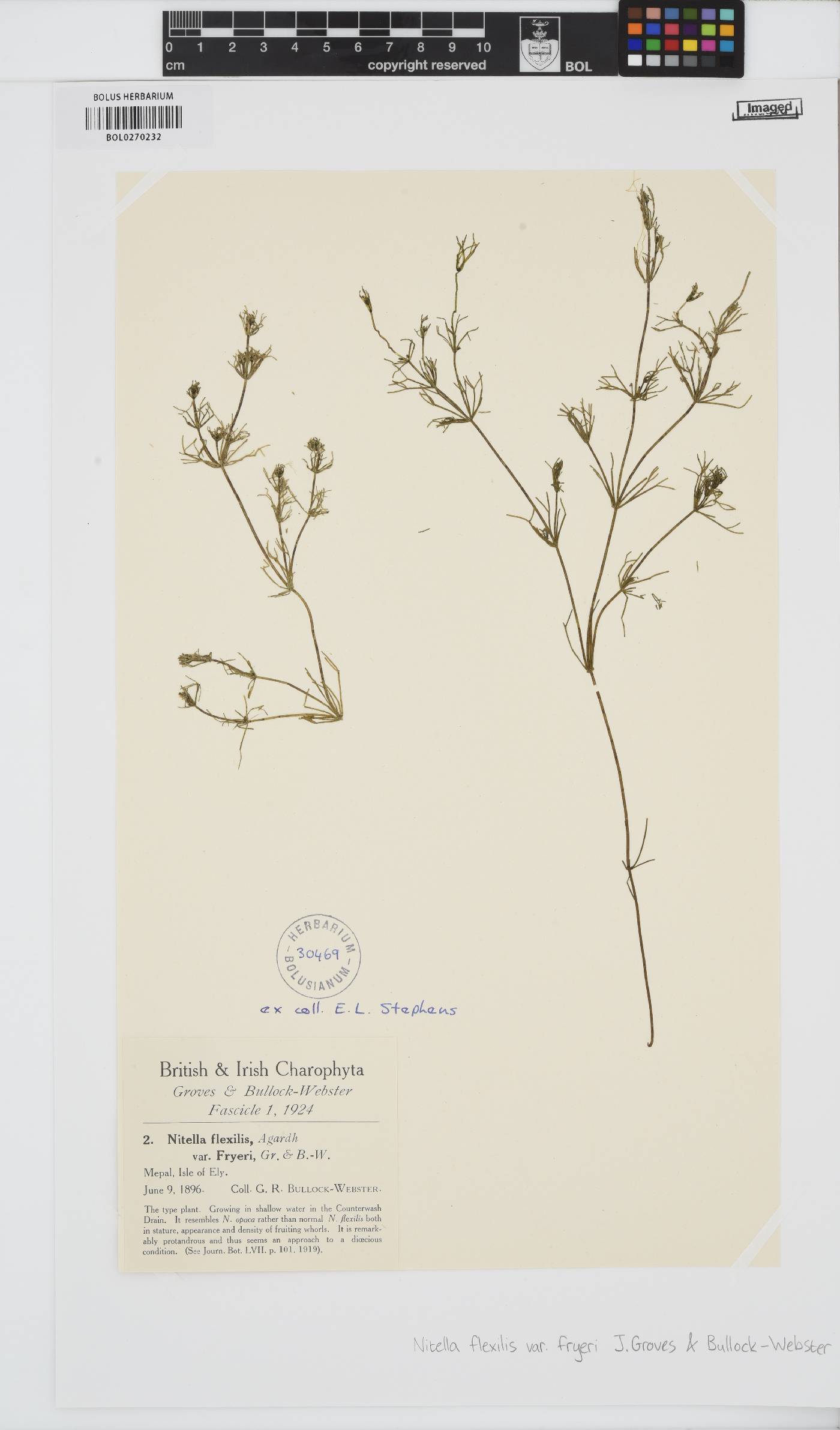Nitella flexilis var. fryeri image