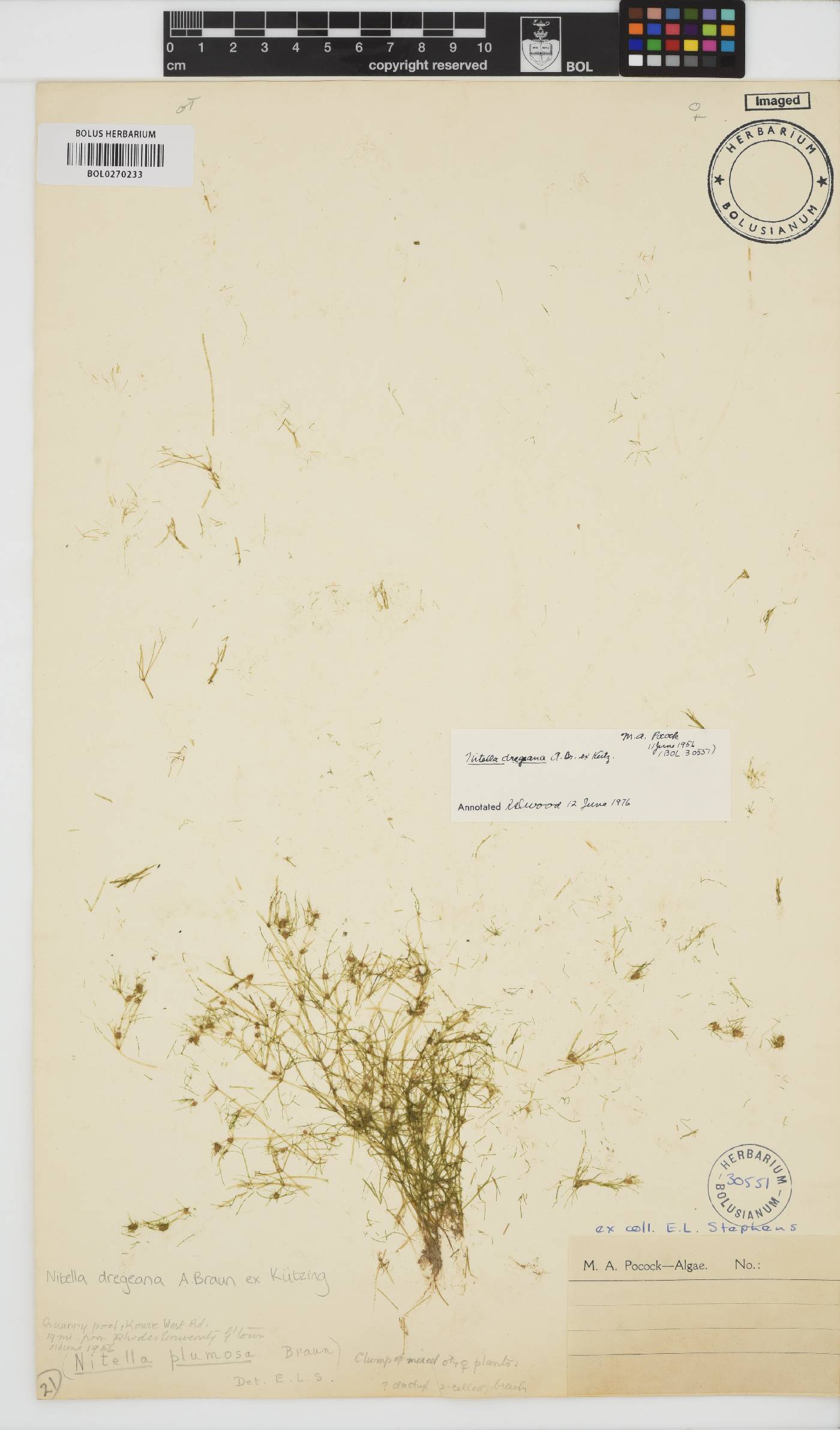 Nitella dregeana image