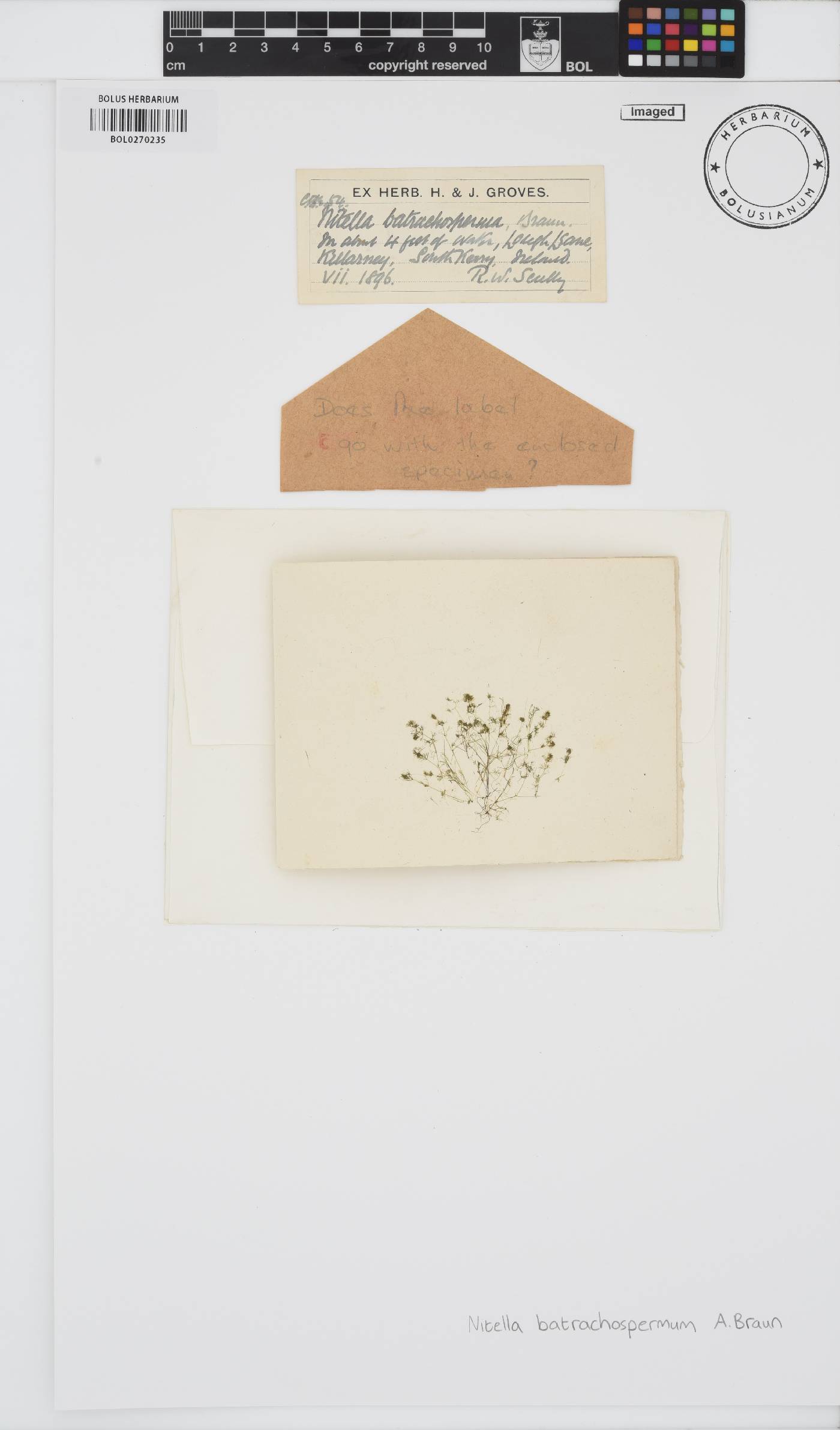 Chara vulgaris image