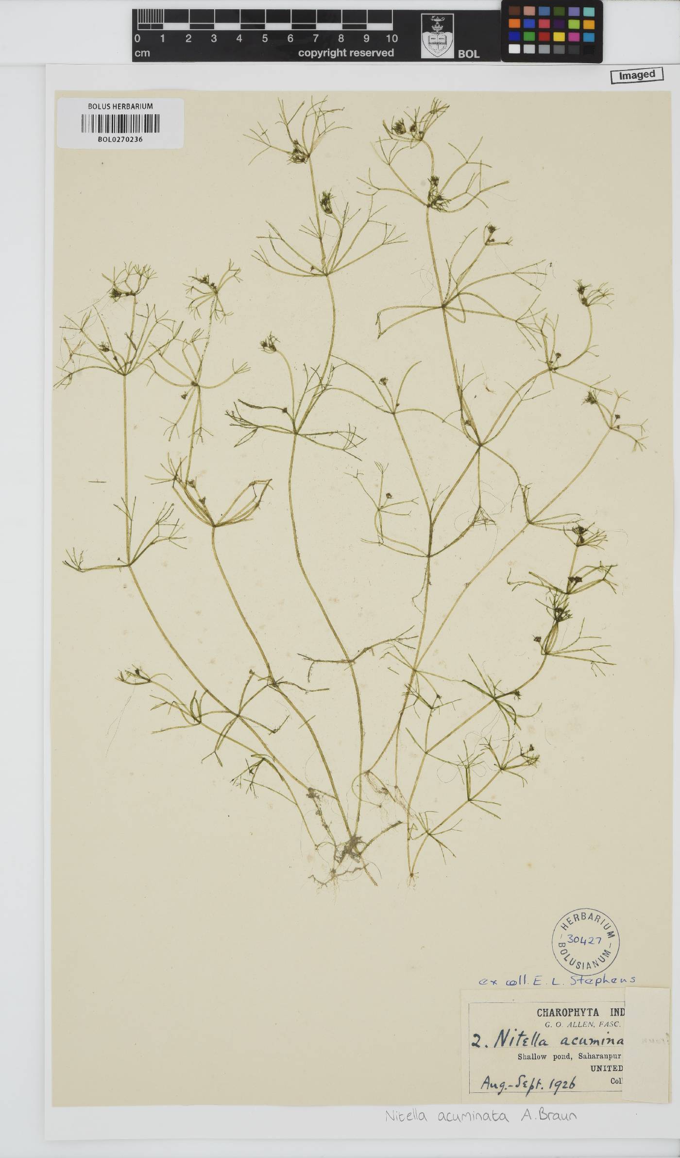 Nitella acuminata image