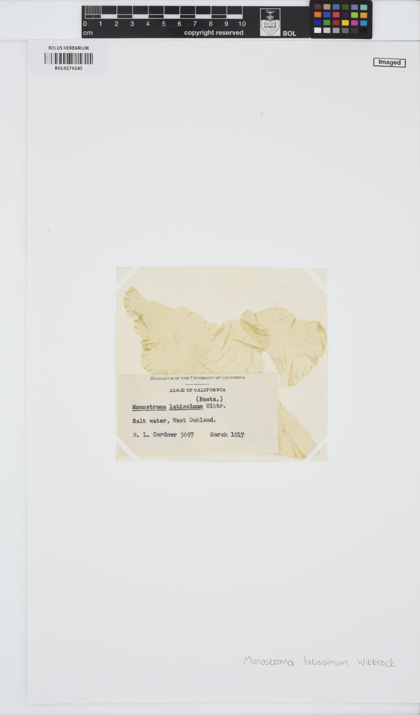Monostroma latissimum image