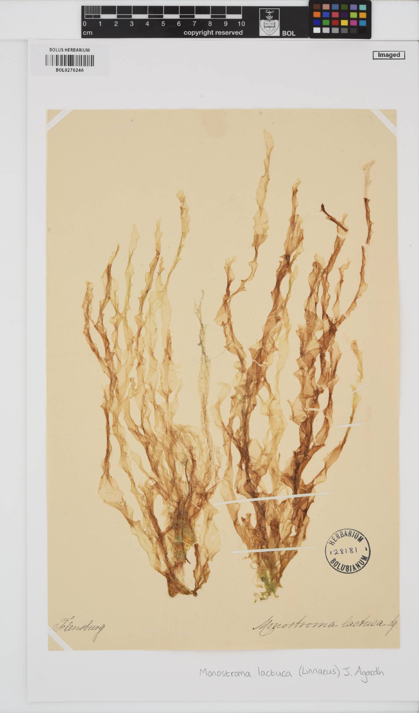 Ulva lactuca image