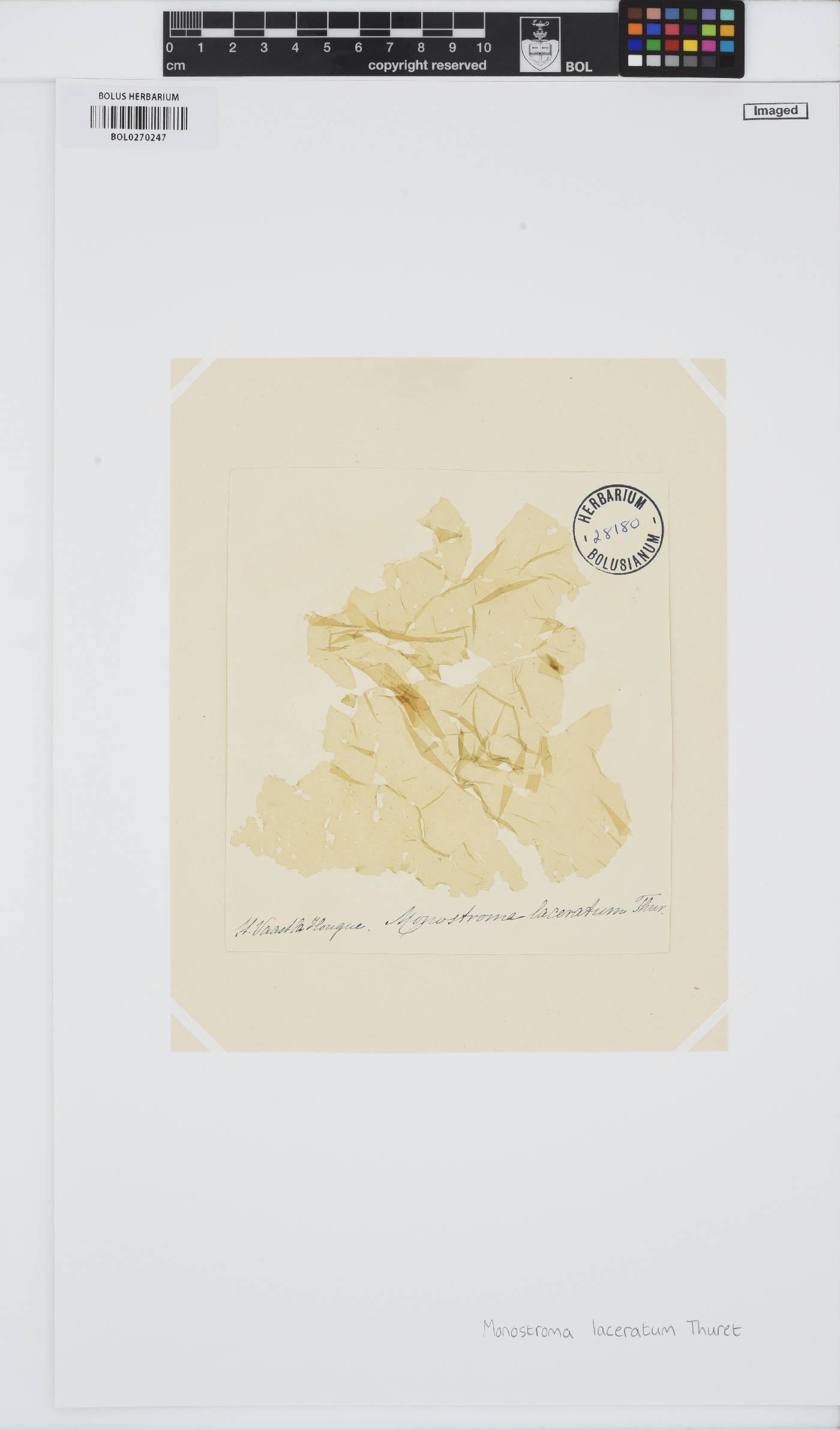 Gayralia oxysperma image