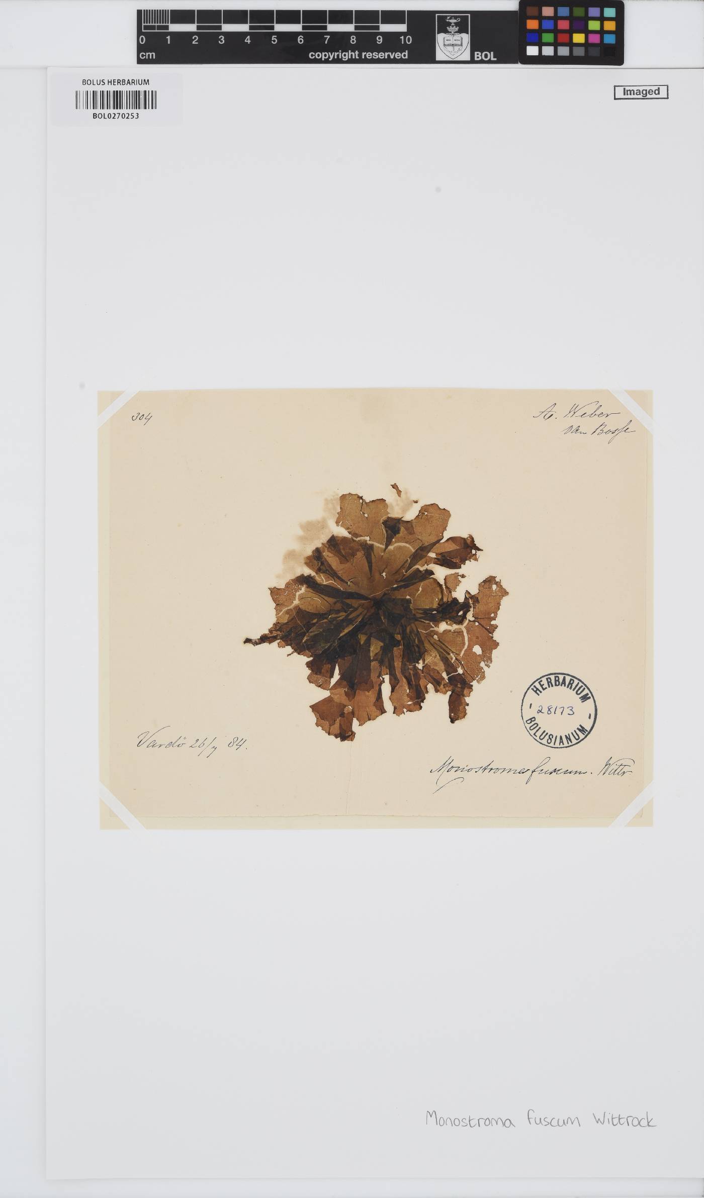 Ulvaria blyttii image