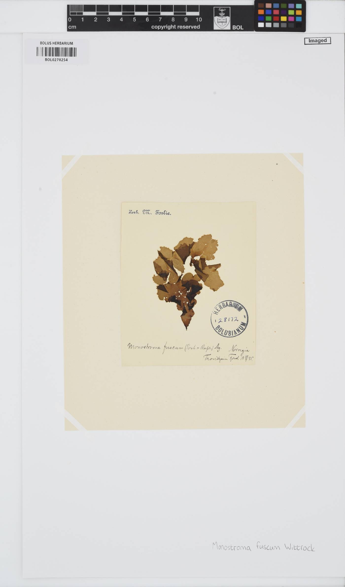 Ulvaria blyttii image