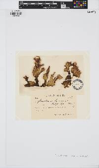 Ulvaria blyttii image