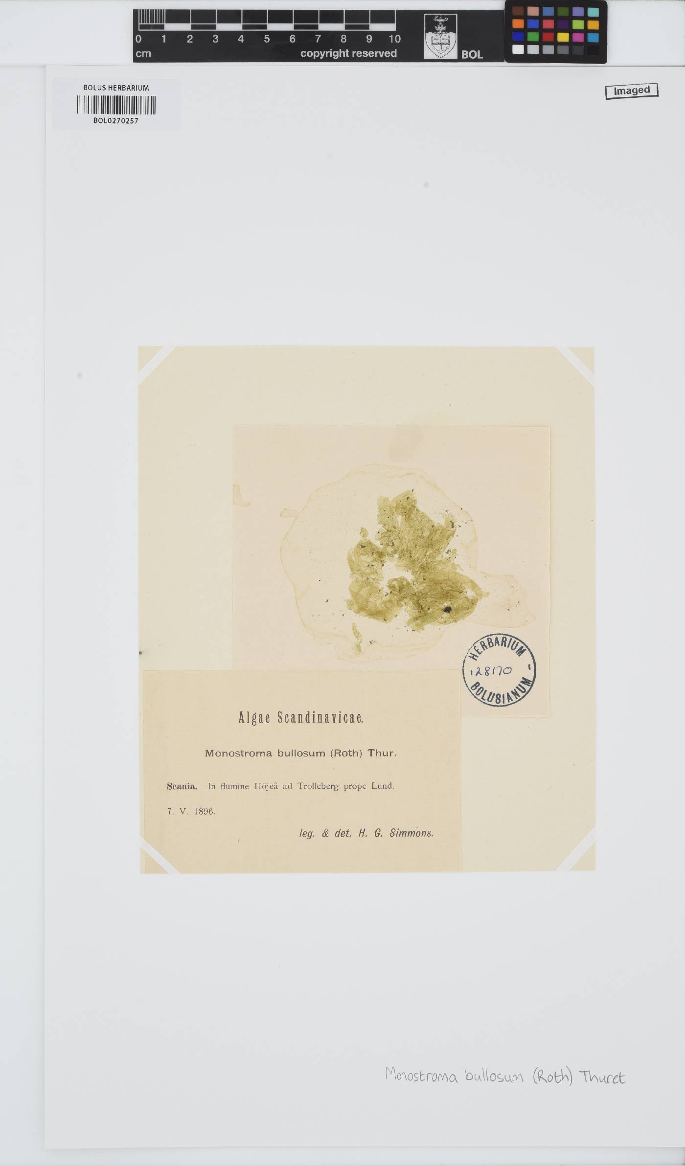 Monostroma bullosum image