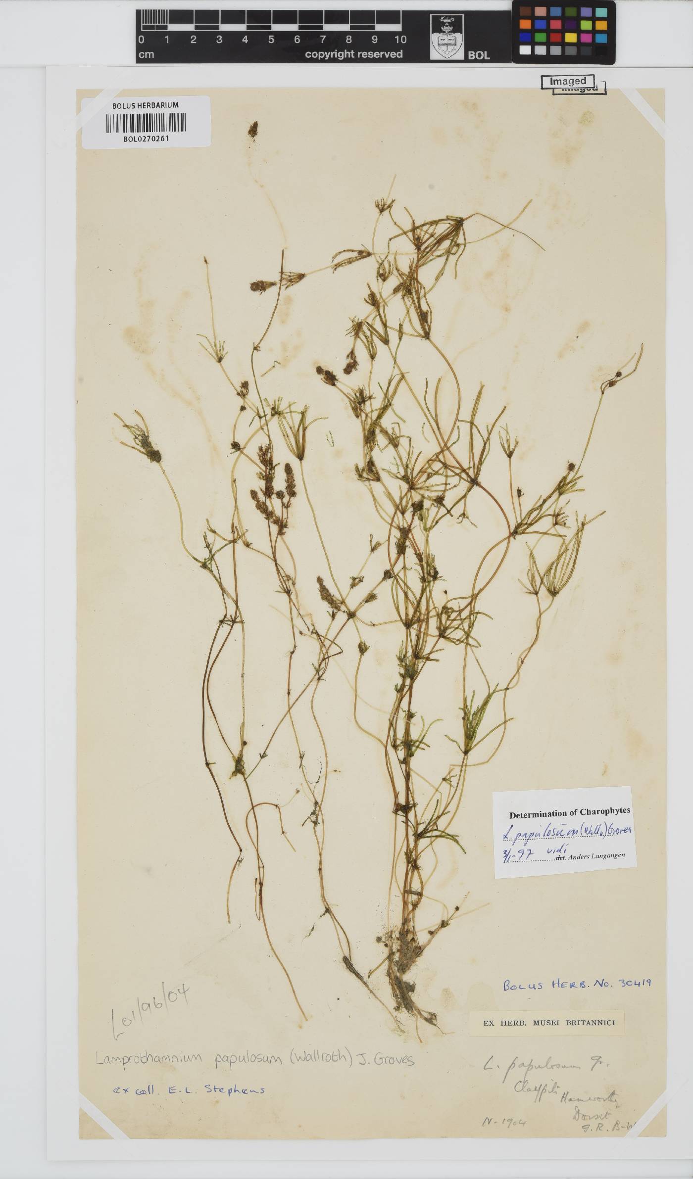 Lamprothamnium papulosum image