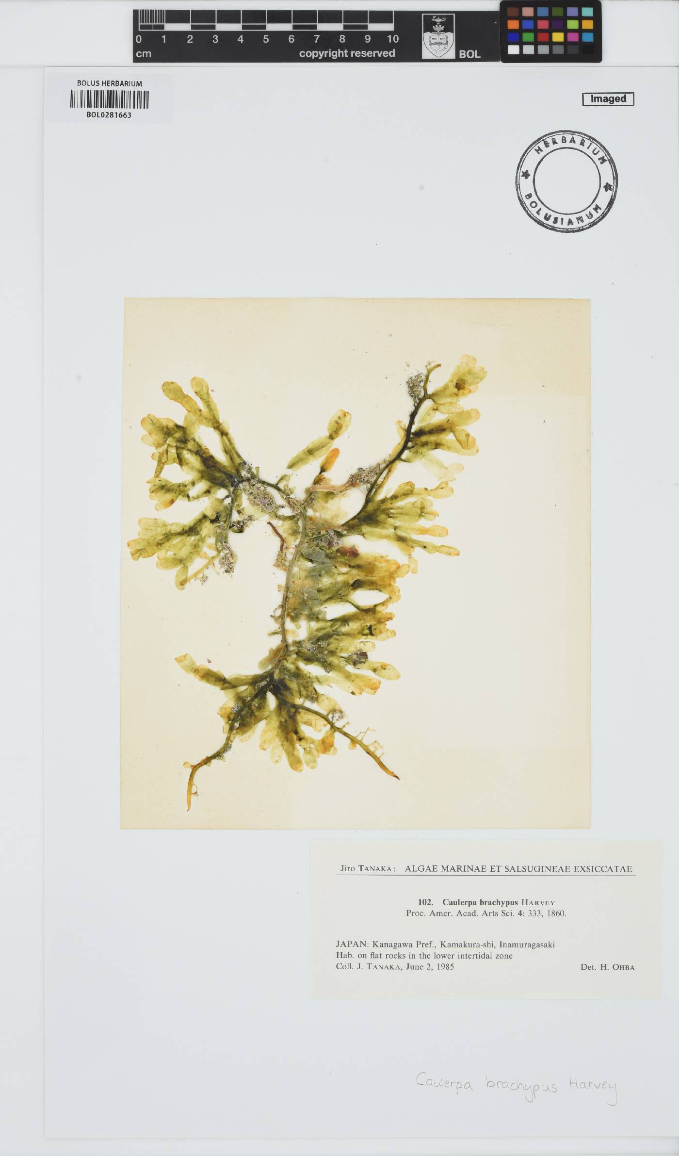 Caulerpa brachypus image