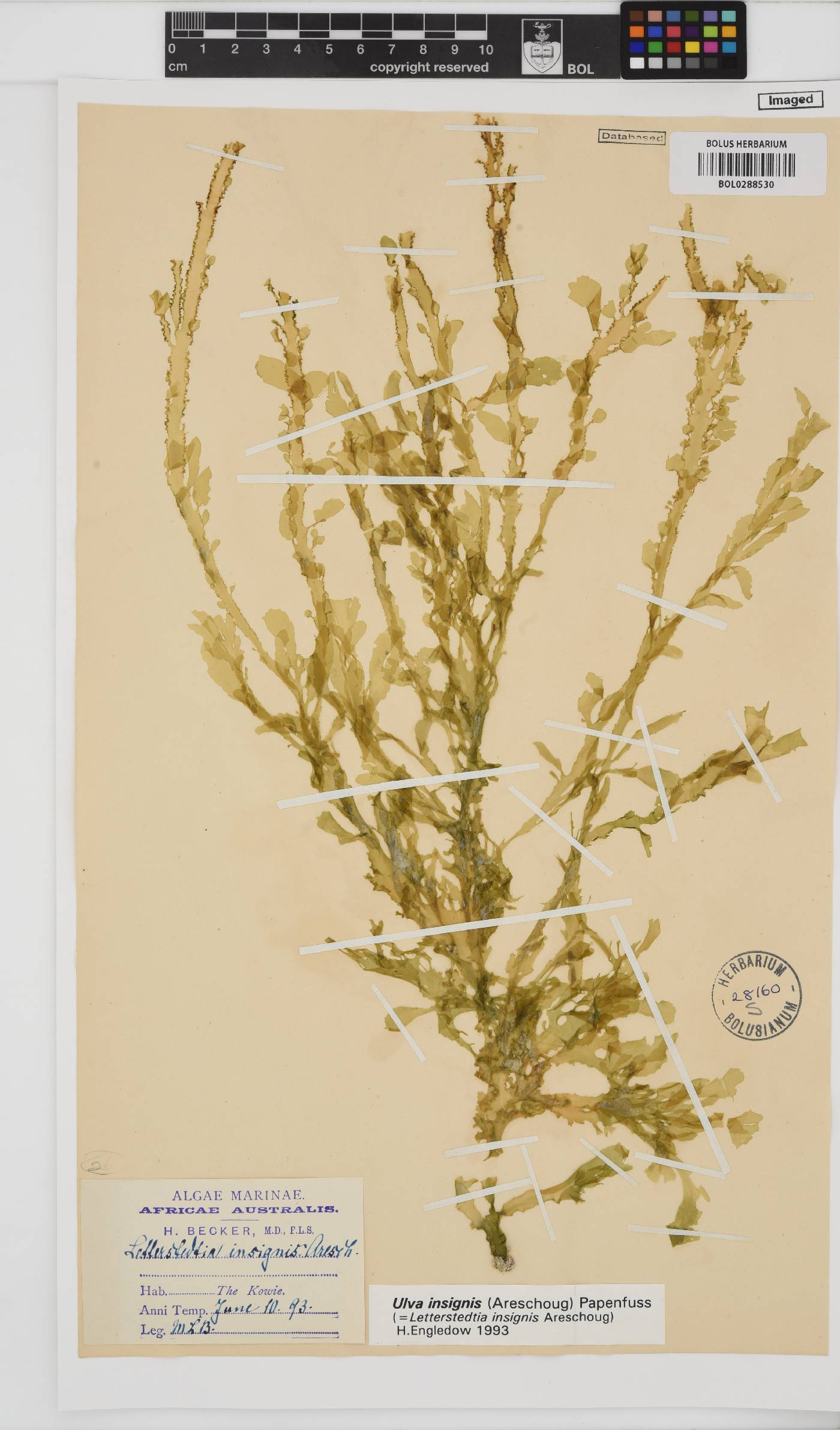 Letterstedtia insignis image