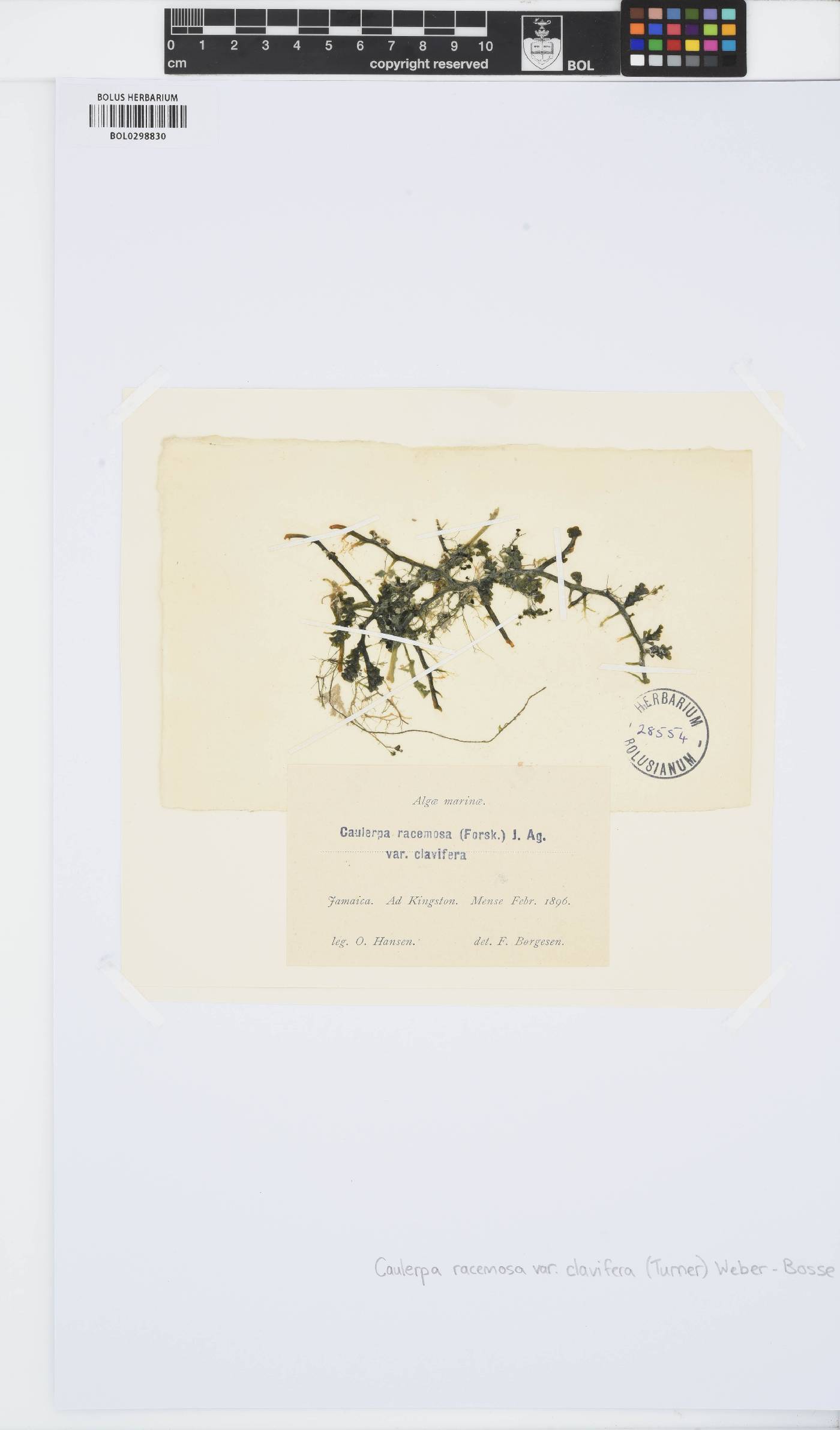 Caulerpa racemosa image