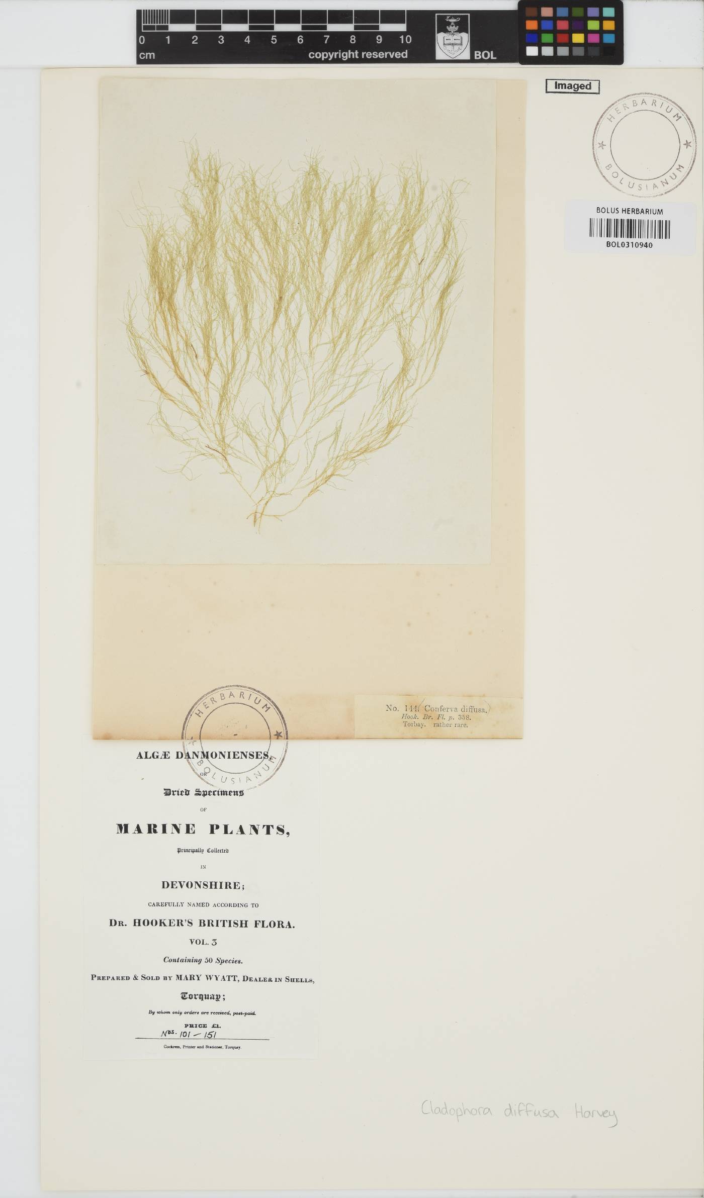 Cladophora image