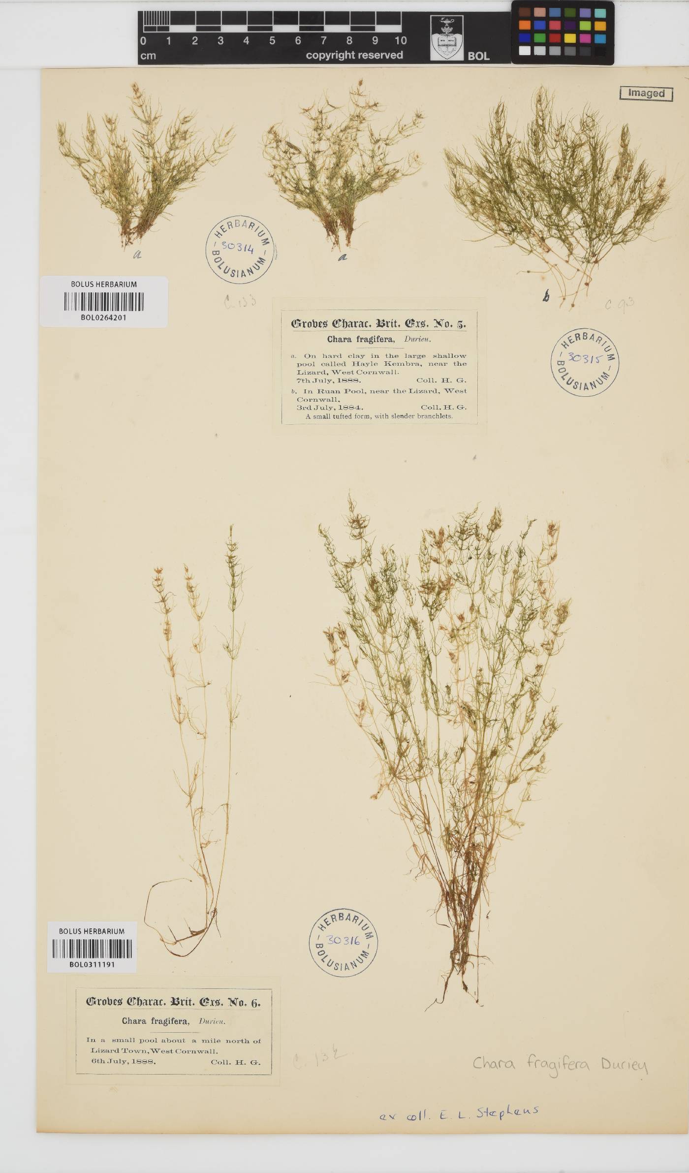 Chara fragifera image