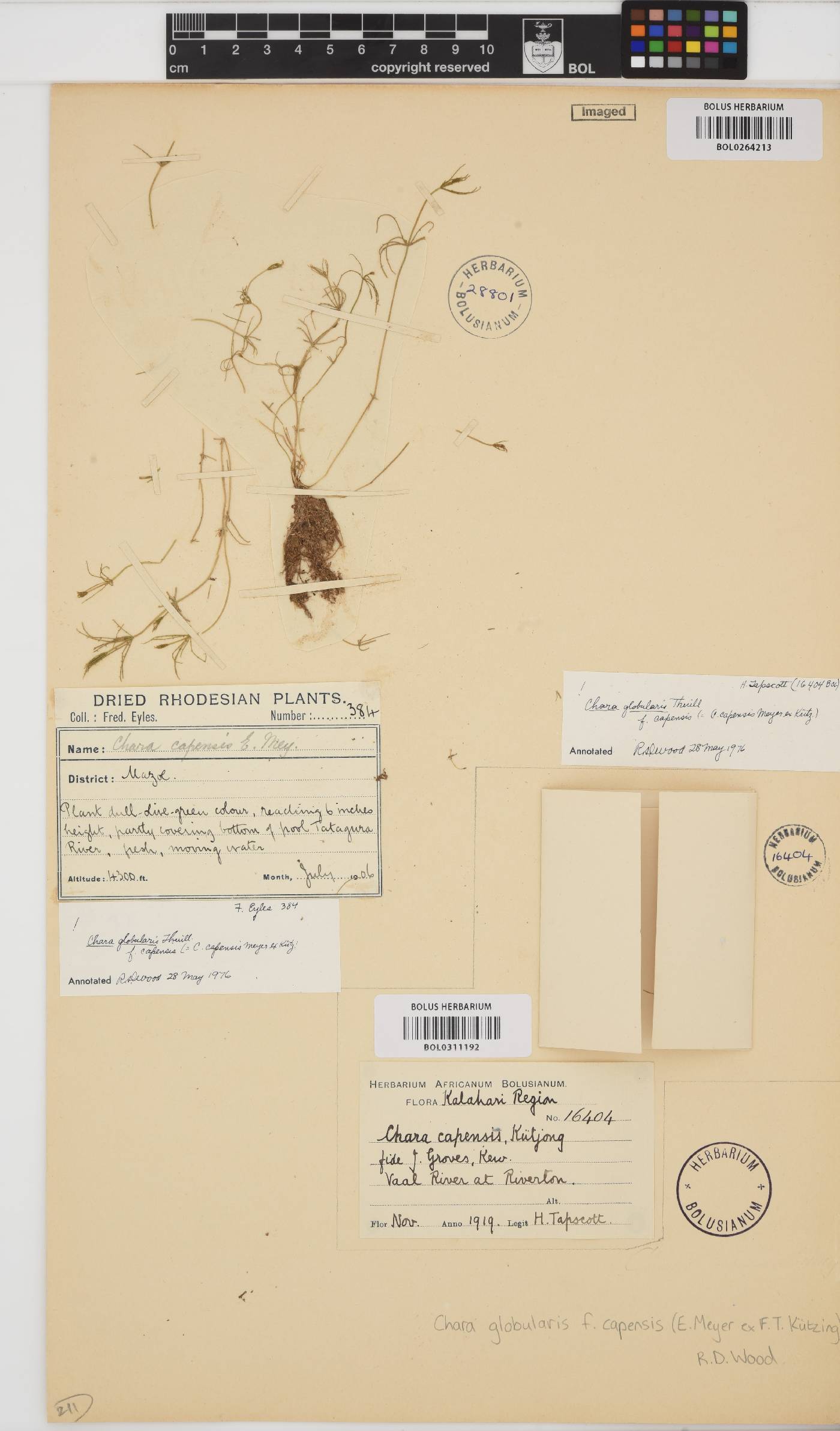 Chara capensis image