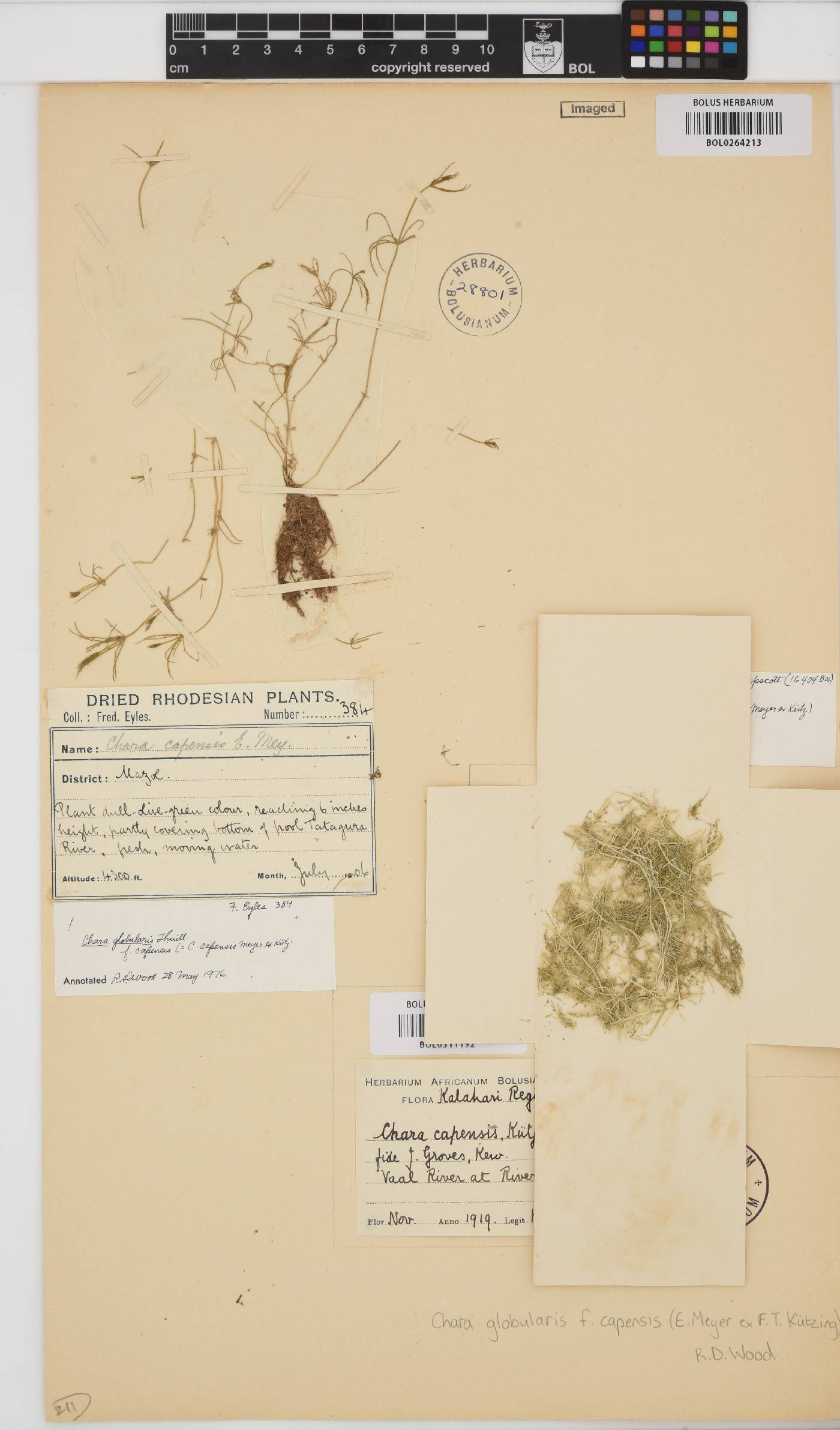 Chara capensis image