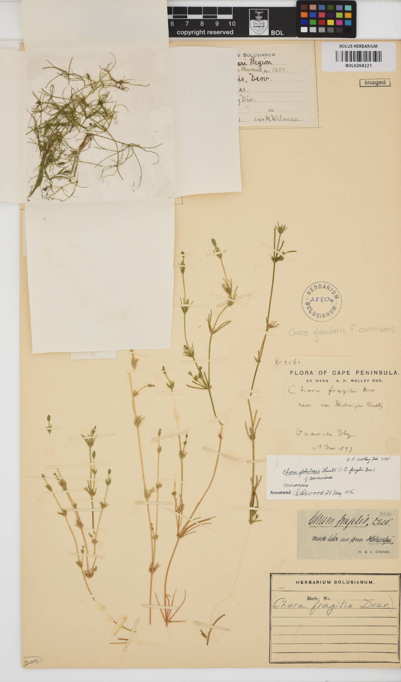 Chara globularis image