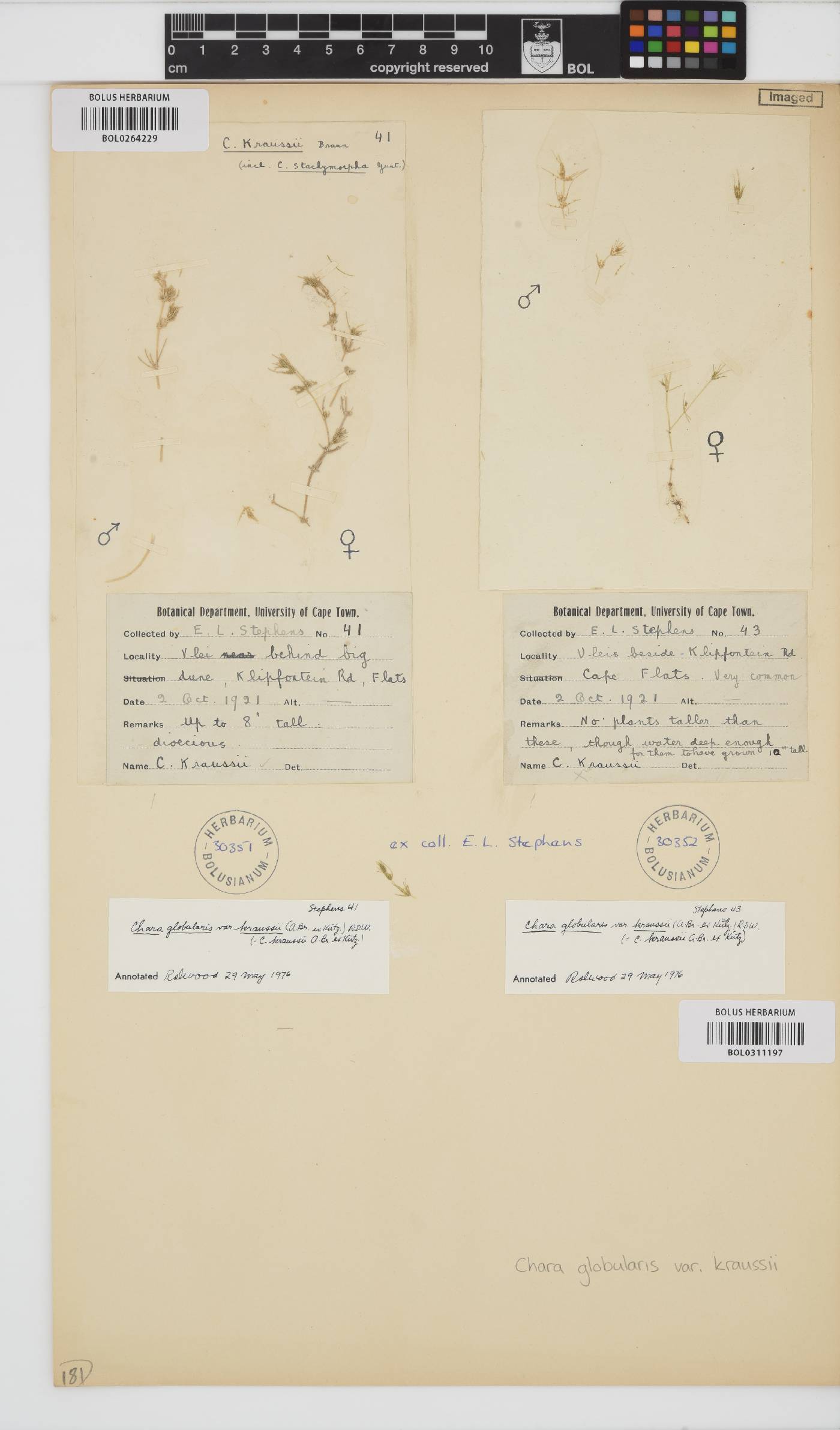 Chara vulgaris image