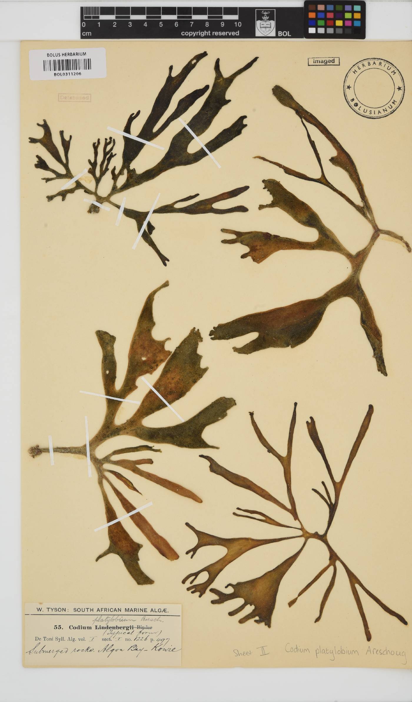 Codium platylobium image
