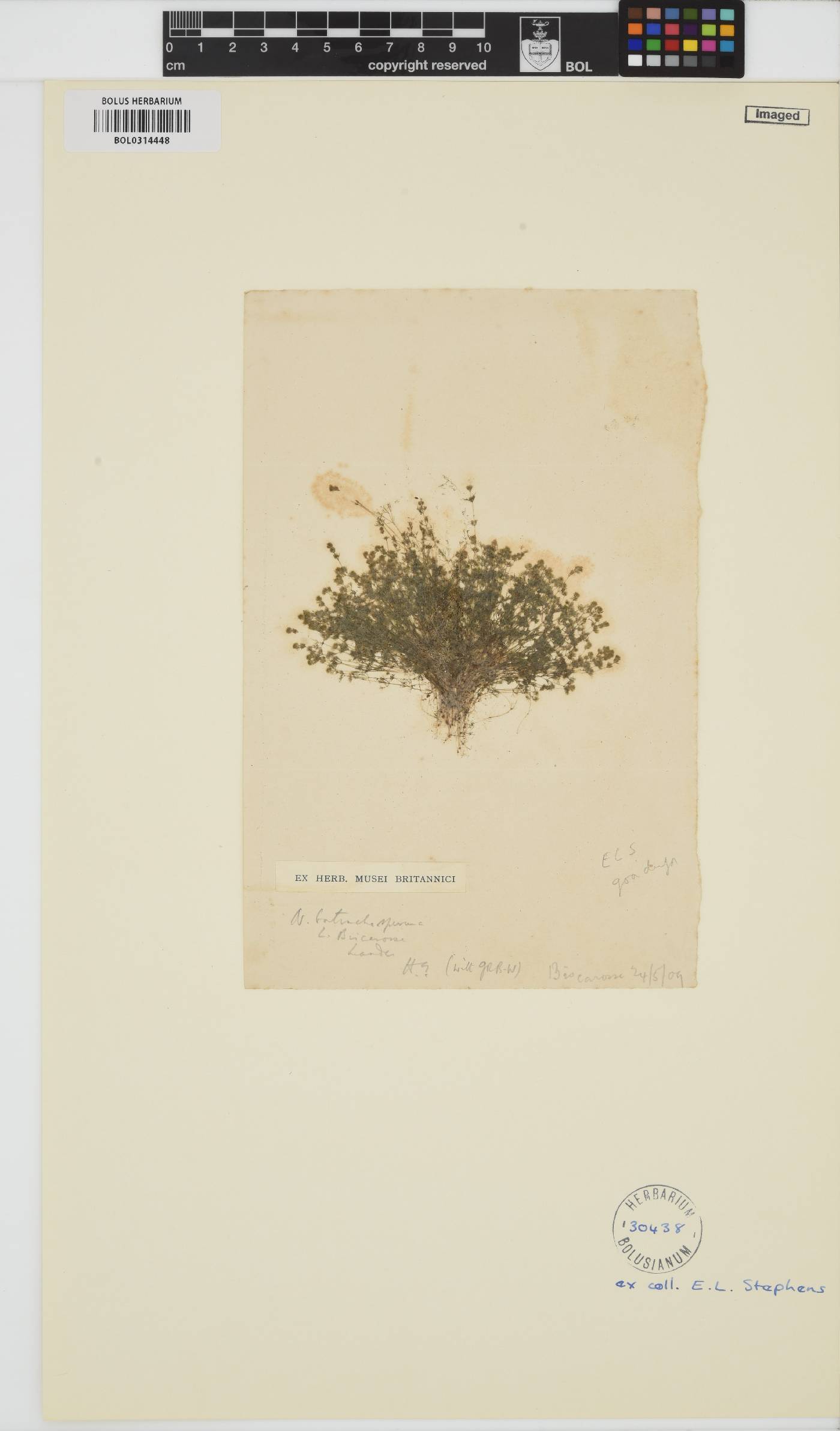 Chara vulgaris image