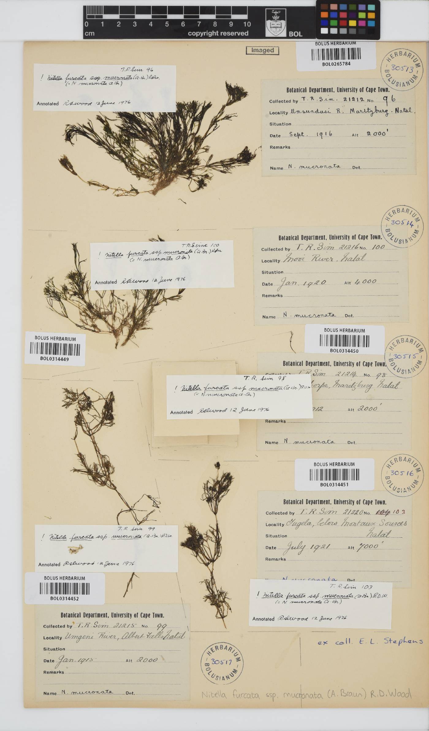 Nitella mucronata image