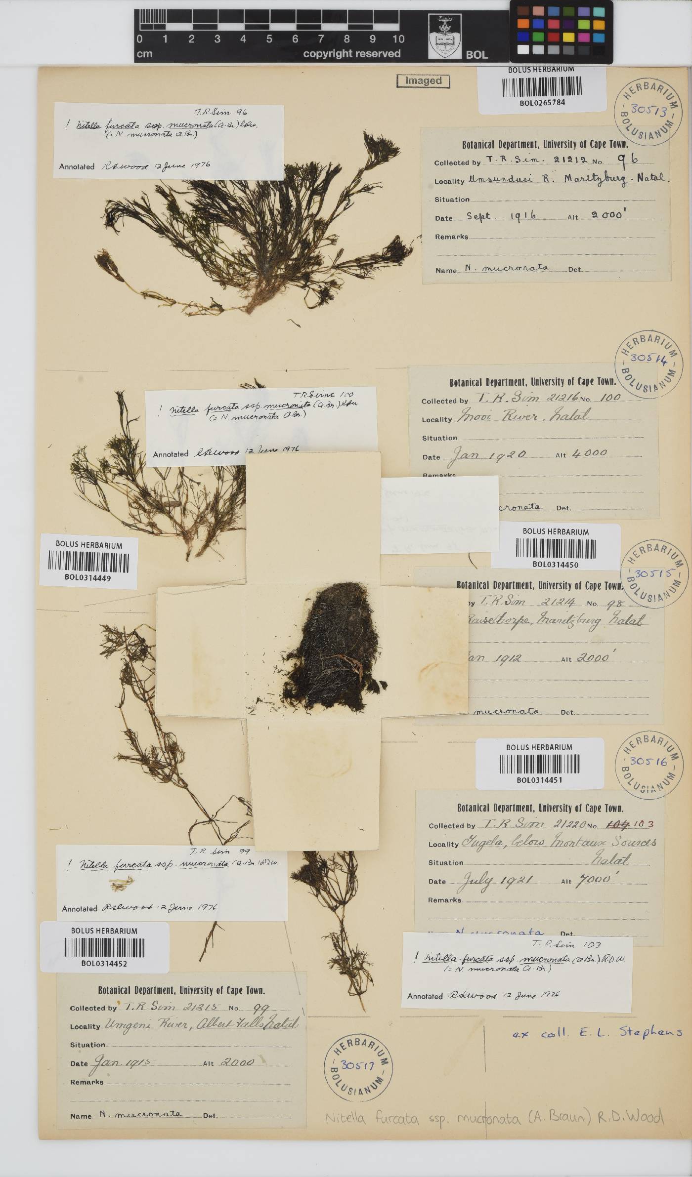 Nitella mucronata image