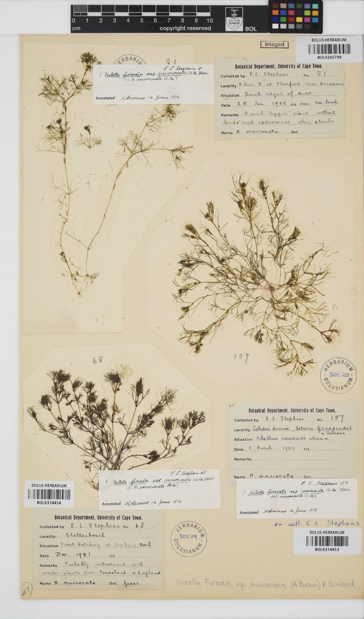 Nitella mucronata image